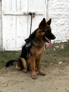 German Shepherd