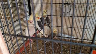 cocatails,lovebirds