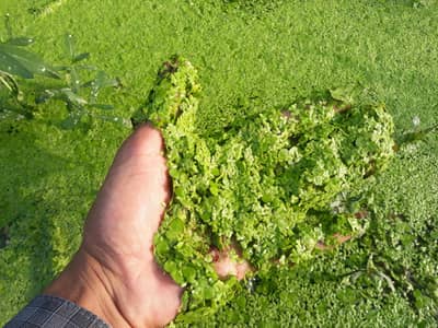 Duckweed azolla