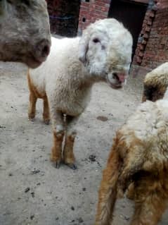 2 dant mundra chatra heavy weight. 80 kg for qurbani