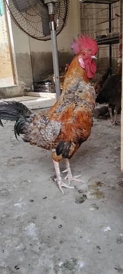 aseel murga murgiyan. 03080736610