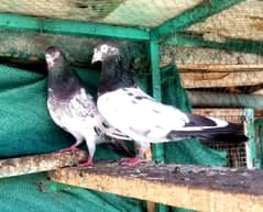 Tedi Breeder Pair Available