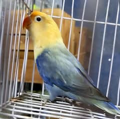 Parblue