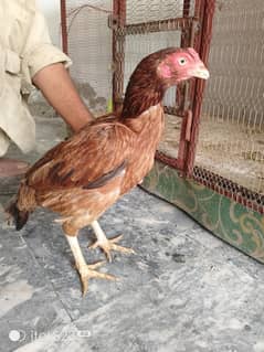 Aseel female for sale