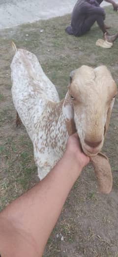 for