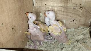 Chicks