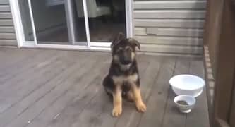 German shepherd puppies are avalible black and tan imported quality