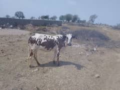 first timer vachi dhood wali 1 month le gi dleveri ko both achi nasl a