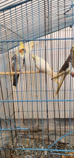 parrot