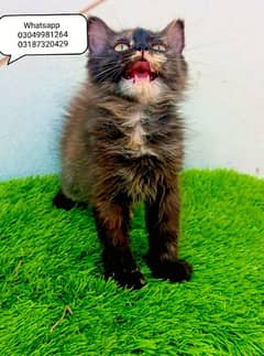 Pure Persian female kitten calico Tortoiseshell semi punch triple coat