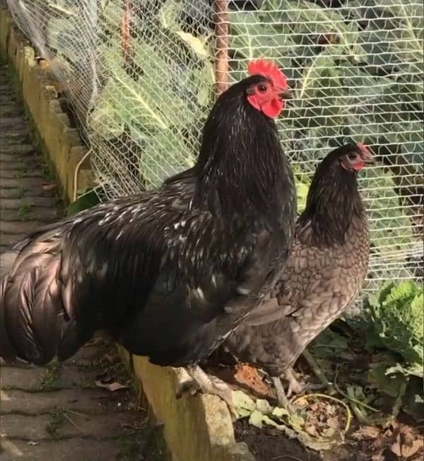blue and black australorp heritage eggs only australop. imported 0