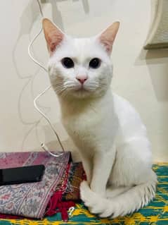 Cat Male