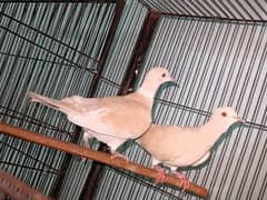dove