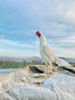 White Aseel Heera, White Noke Nali For Sale