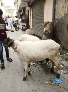 2 sheep sale for qurabni