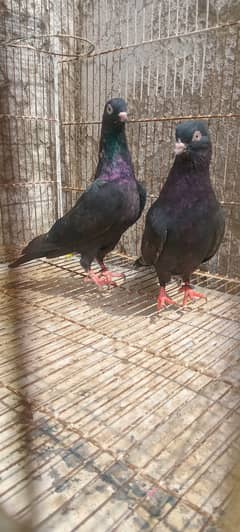 Pure Breed Tadi , Zakh, Chapry