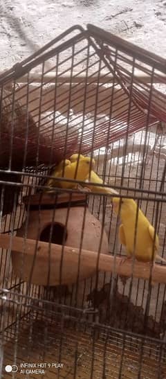 yellow red eyes