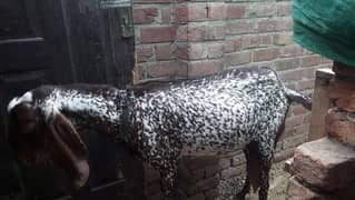 Qurbani