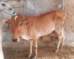 Dant 2 2025 qurbani
