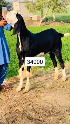 Rajan puri bakra  WhatsApp 03066289896