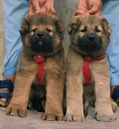 Afghan Kochi pair for sale age 2 month