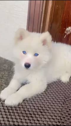 white siberian Husky for sale