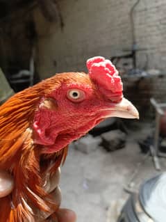 very beautiful long tail Turk aseel