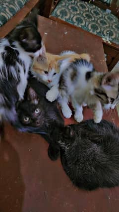 Persian Kittens Available