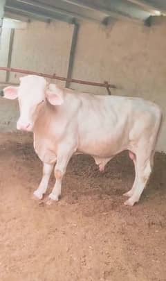 bulls