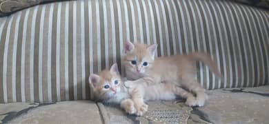 kitten