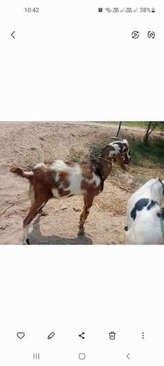 bkry eid k lye sale