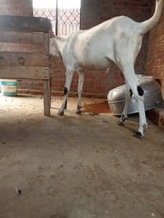 *ranjan puri | Desi Bkra |Qurbani Goat |بکرا| Bakra For Sale**