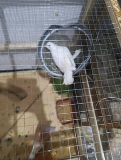 Albino