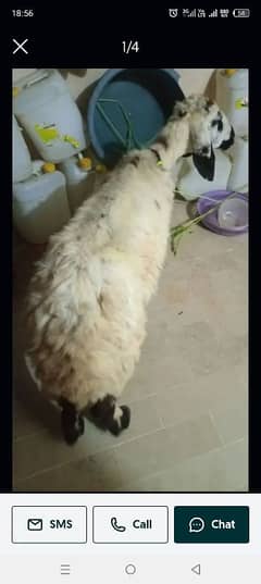Dumbi for sale