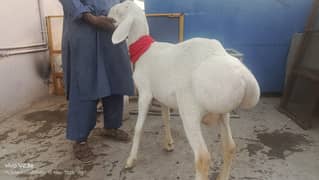 Sheep | Dumba | Balkhi Dumba | Goat | Bkra | (دن٘بَہ) | For Sale