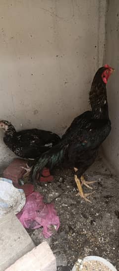 asel pair