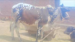 Qurbani bachray for sale