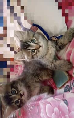 Cat baby (kitten)
