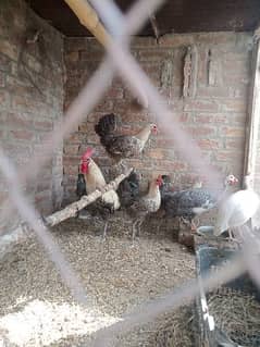 bridar and chiks