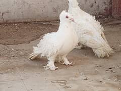 Frill back breeder pair