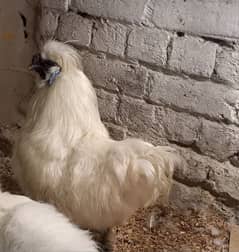 silkie