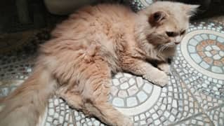 Persian