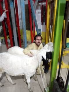 2 sheep's 10 months old