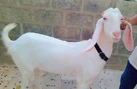 I am selling my goat gulabi nasal