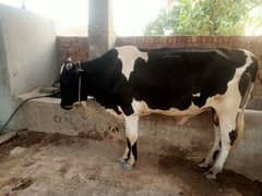 bachra for sale