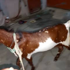 Desi bakra