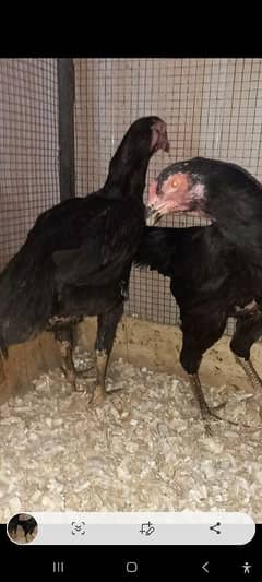 black shamo female