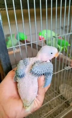 Kashmiri Raw Chicks Jumbo Size Parrot