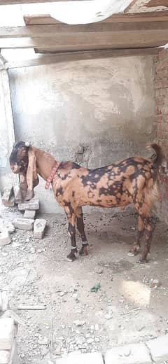 Bakra