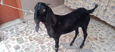 beetal male  . 03064121372 what's app